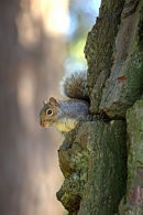 "Peekaboo"_Grey_Squirrel_1
